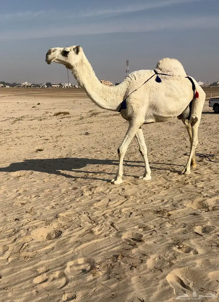 للبيع ضروبه كفو 0