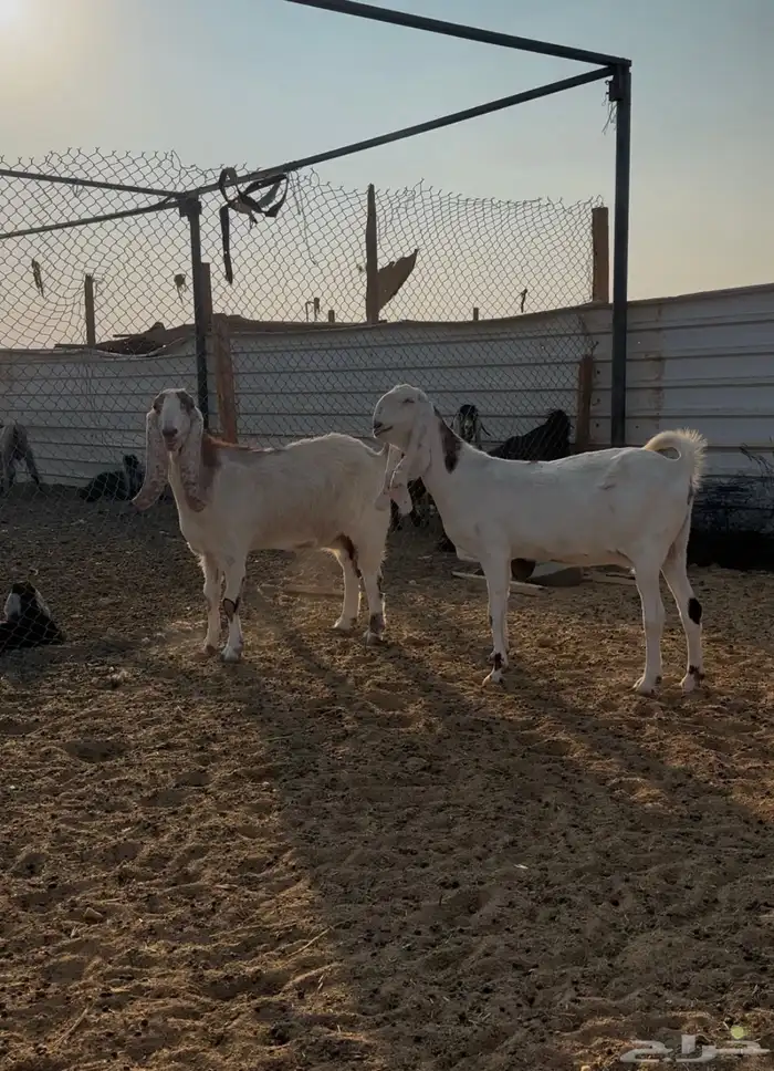 معزا مشاريك دفيع 3