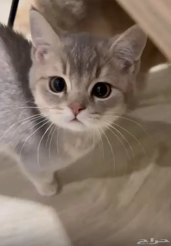 قط سكوتش ستريت للبيع العمر 3 شهور 1