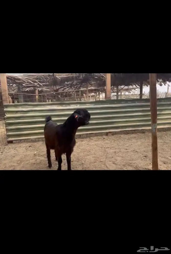 جفار سوريه 0