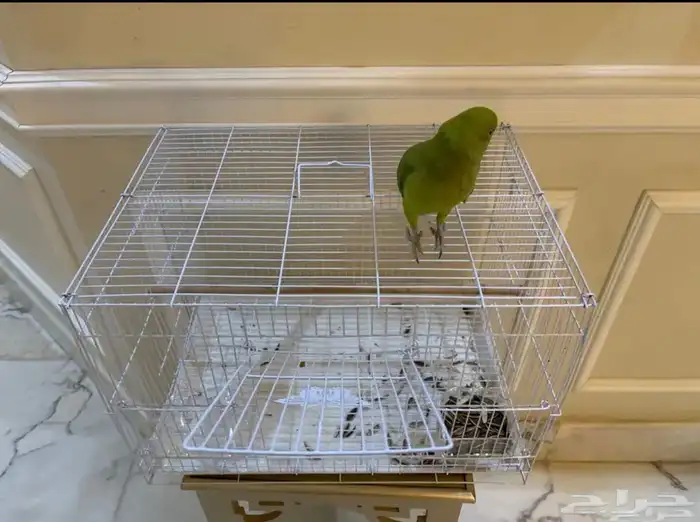 بغبغاء دره اليف 3