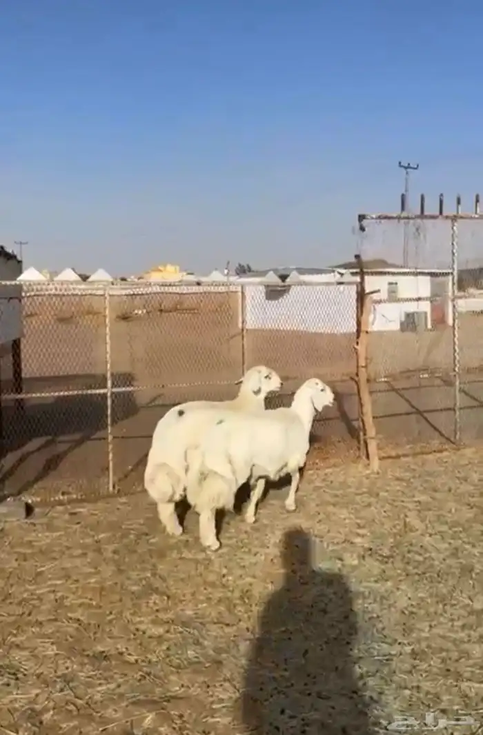 طليان جبره للبيع 0