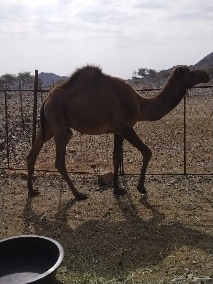 قعود للبيع 4