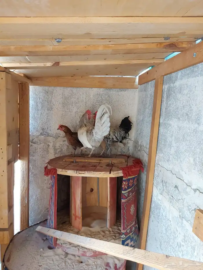 2 دجاج 2 ديك 2