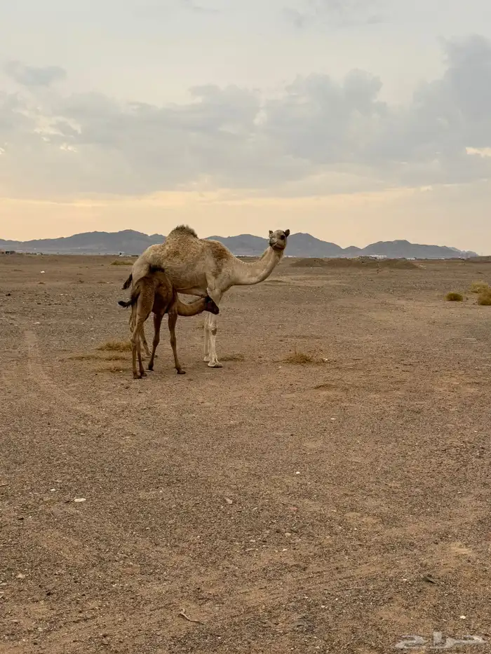 ناقه شعلا خلفه 5