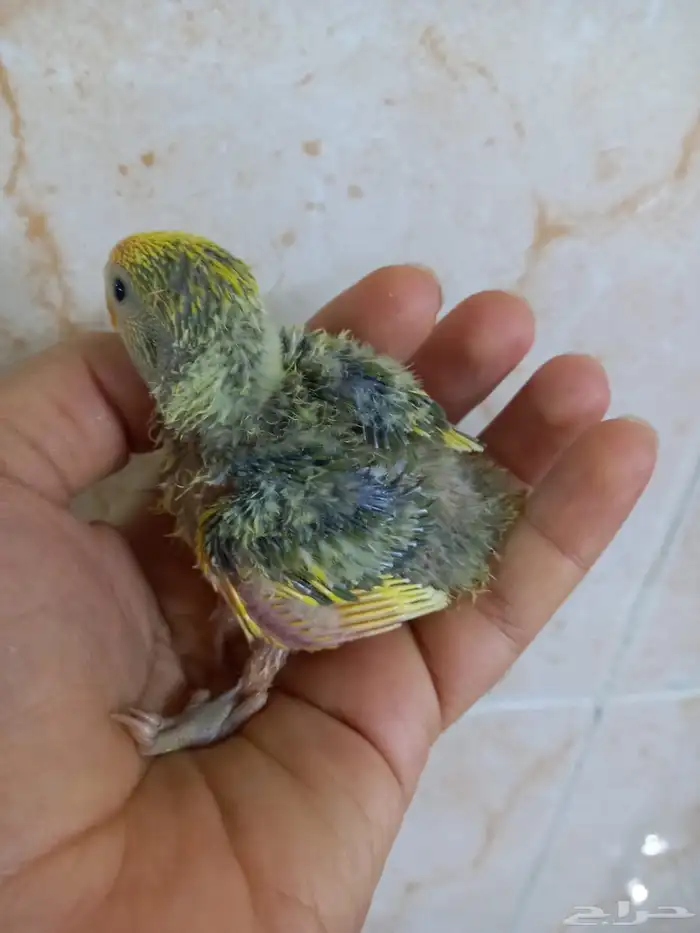 للبيع فرخ روز 2