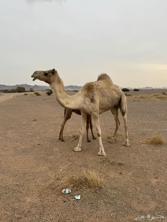 ناقه شعلا خلفه 0