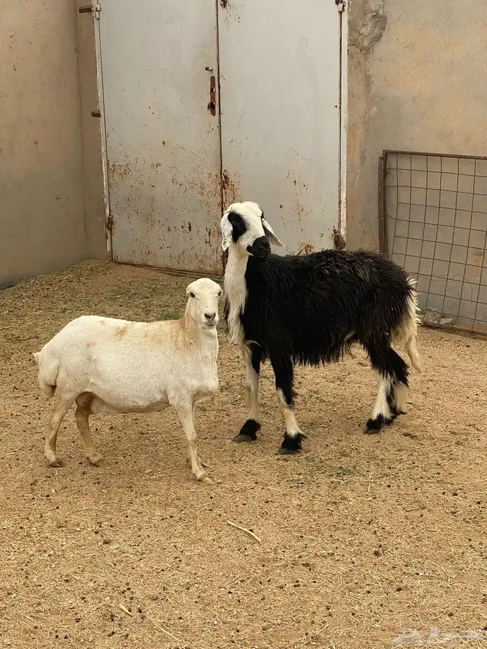 شياه حيل نجديه ورفيديه 2