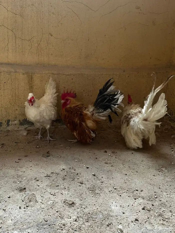 دجاج سيراما بياض 0