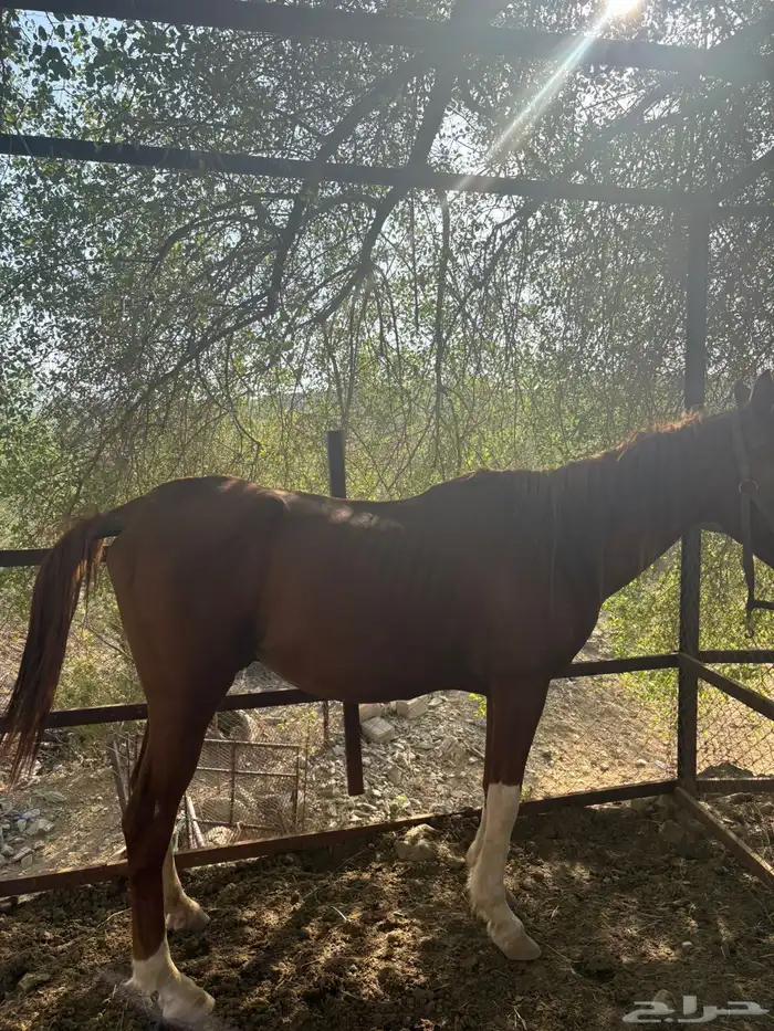 خيل انقليزي سبب البيع عدم التفرغ 0