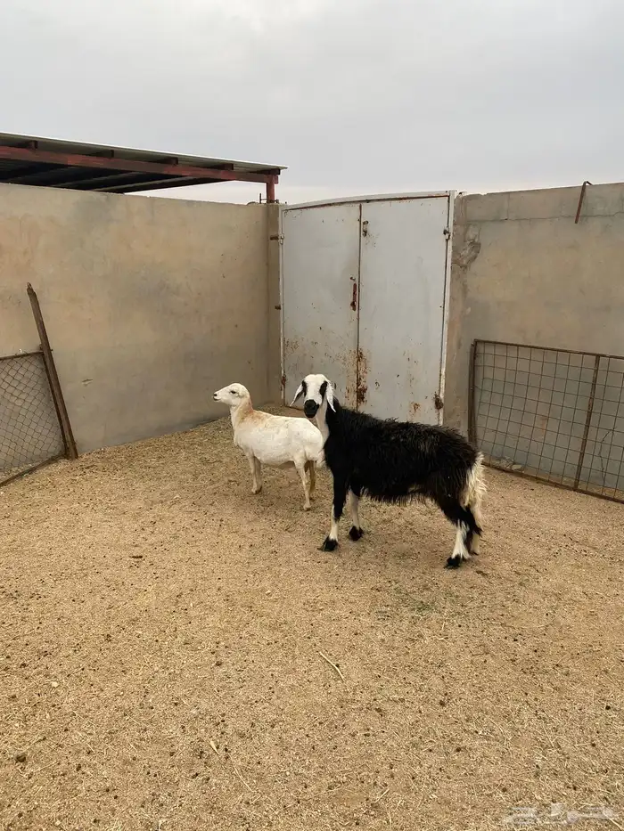 شياه حيل نجديه ورفيديه 0