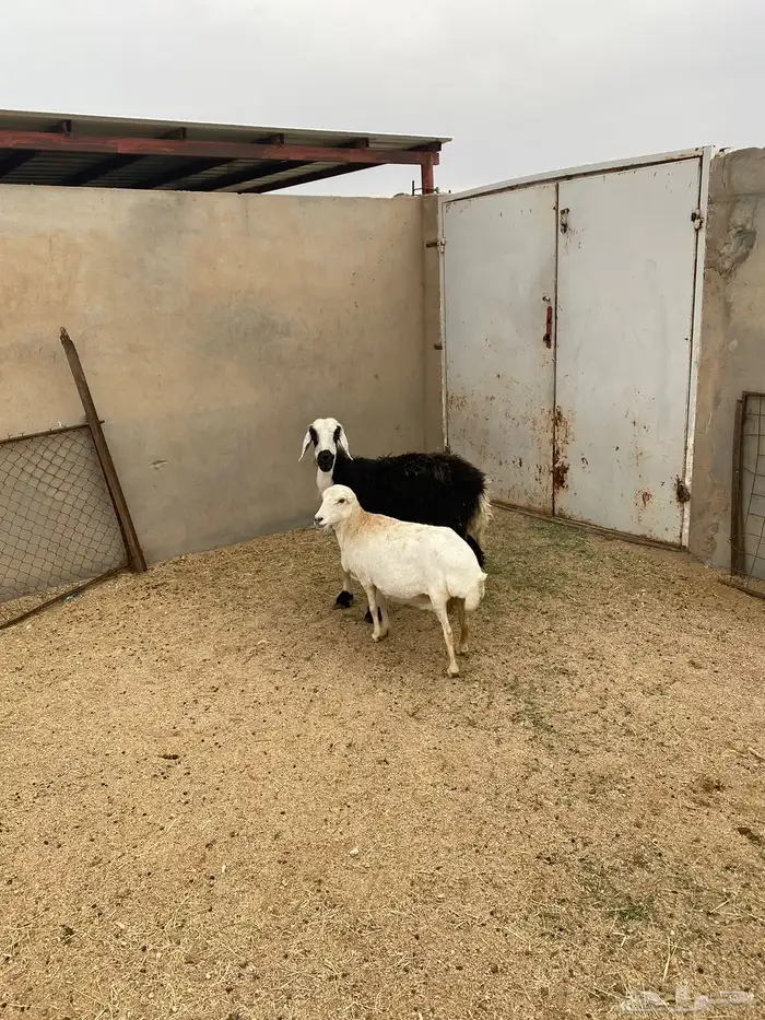 شياه حيل نجديه ورفيديه 3