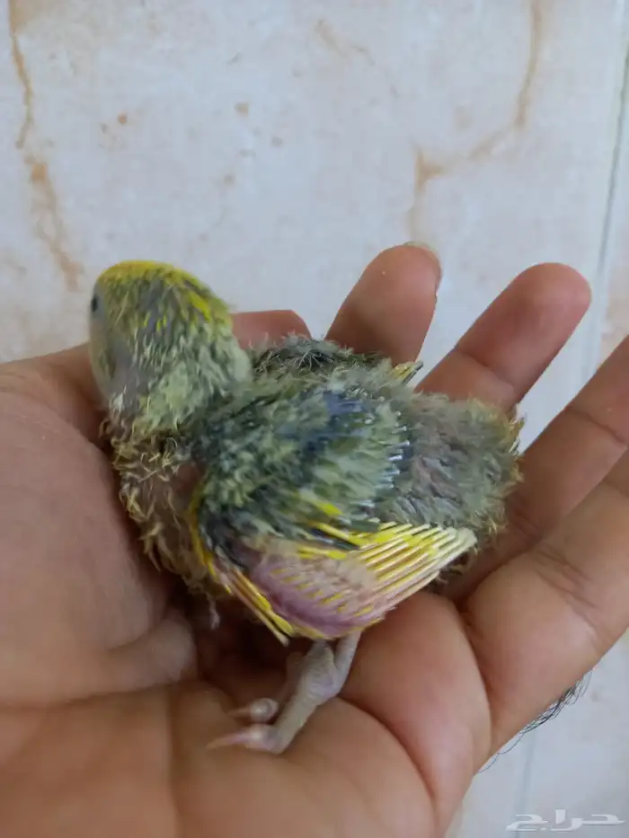 للبيع فرخ روز 1