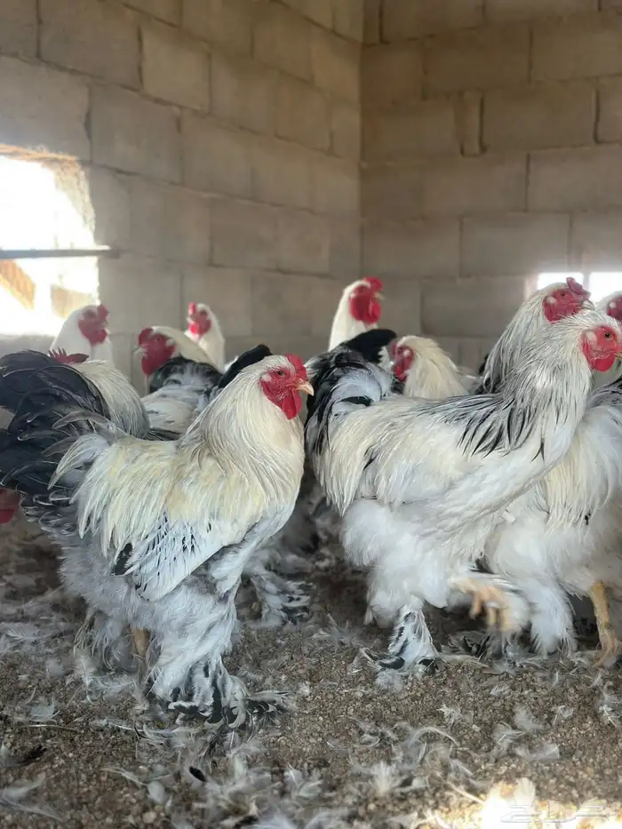 ديوك براهما فاخر 1