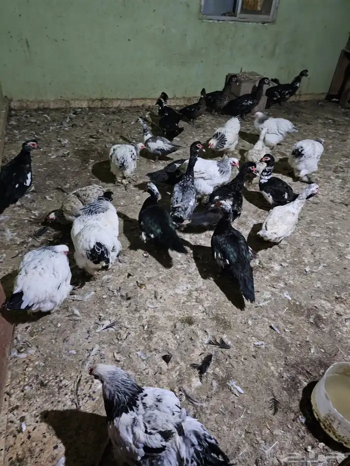 دجاج براهما وبط بح 0