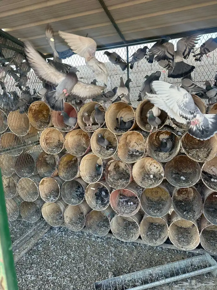 للبيع حمام زاجل العدد 300جوز وأكثر 5