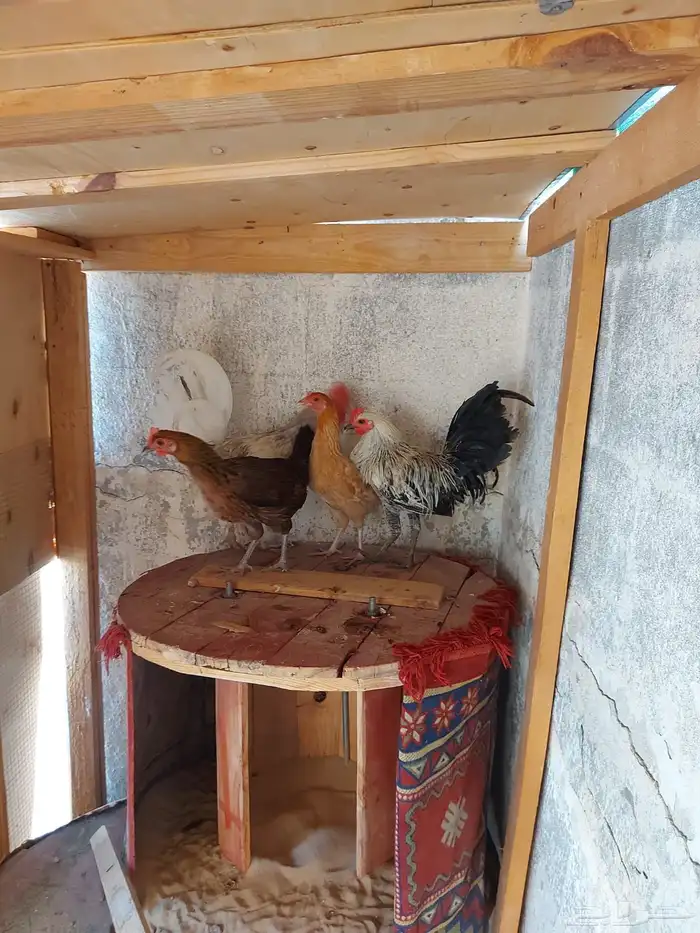 2 دجاج 2 ديك 0