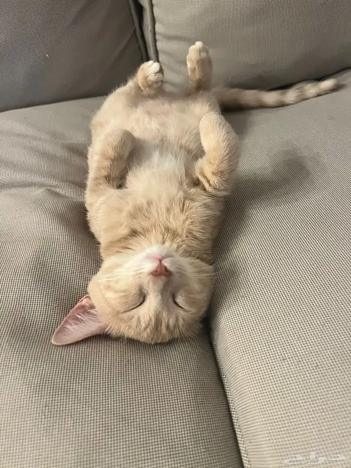 قطوة بلدي للتبني 3