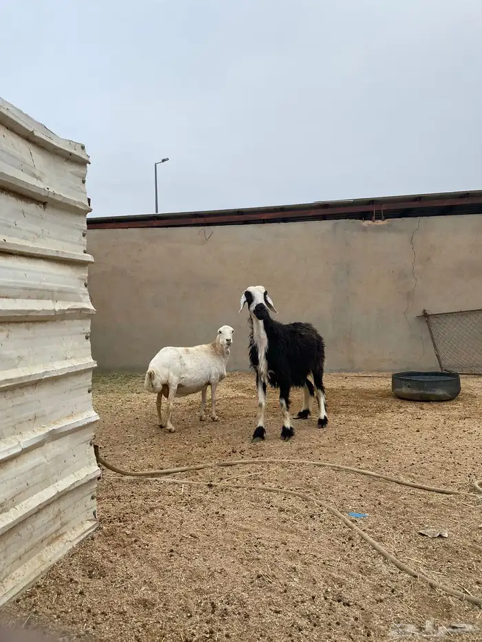 شياه حيل نجديه ورفيديه 5