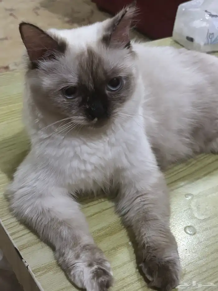 عندي 2 قطط أنثى للتبني عمرها سبع شهور 0