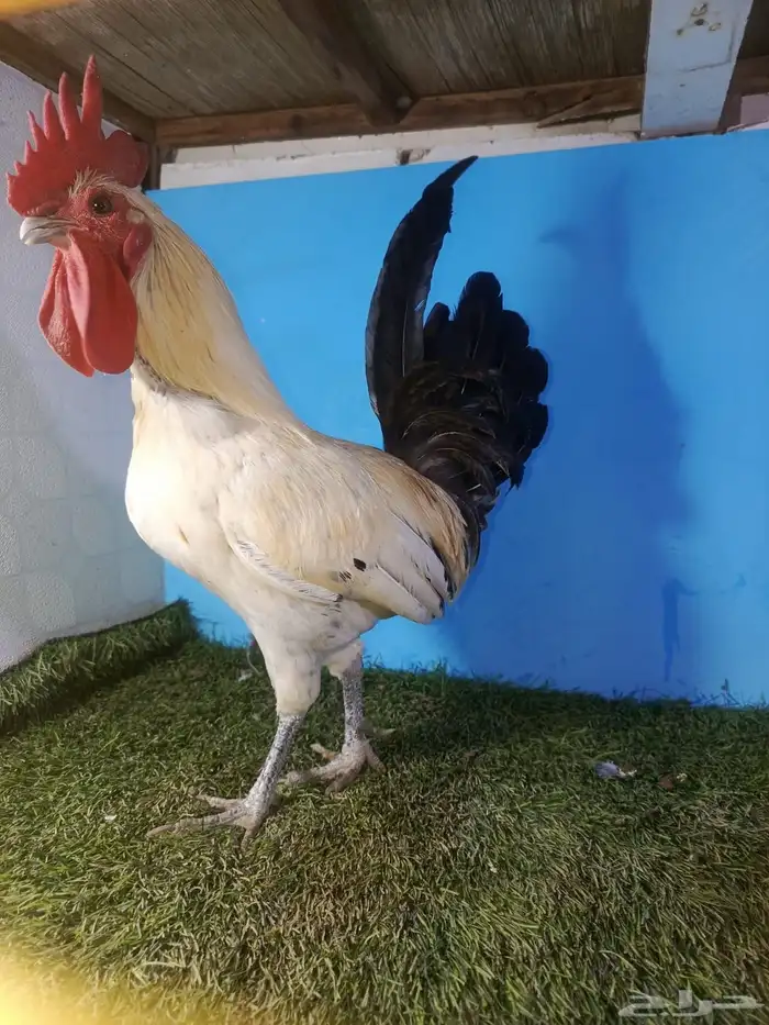 ديوك للبيع 1