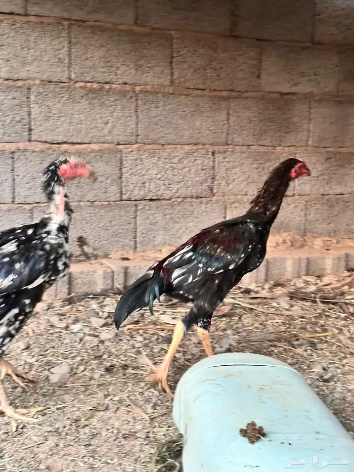 ديوك باكستاني 6