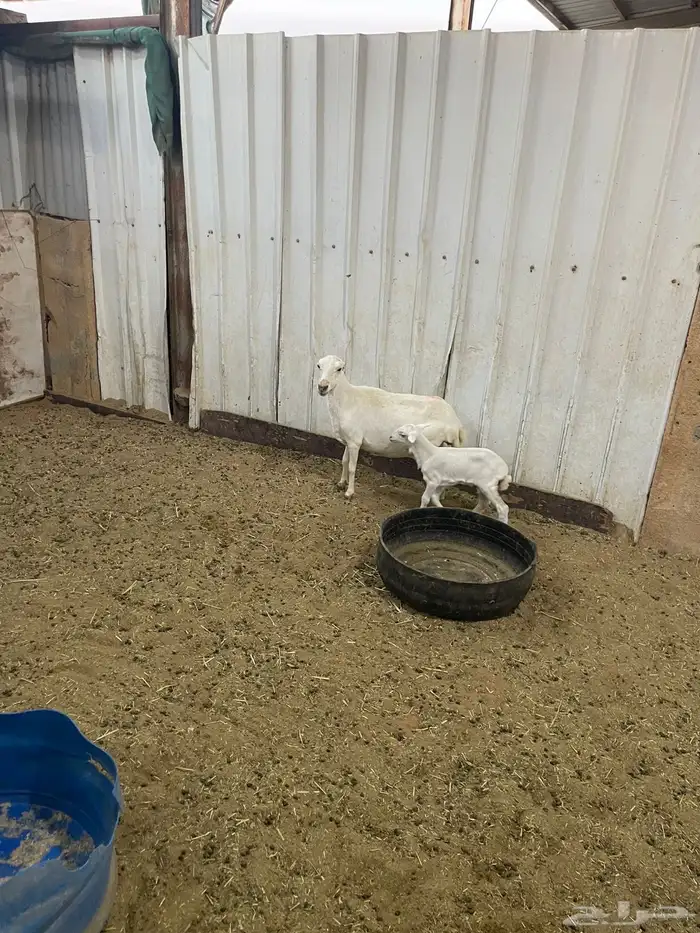 شاه رفيديه تحتها رخل 1