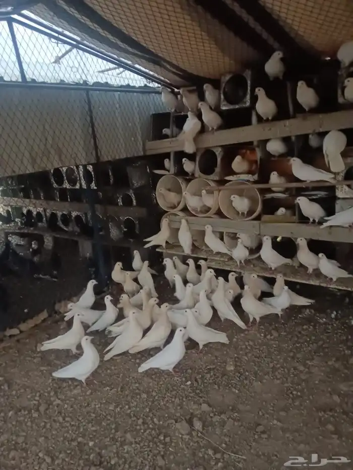 حمام فرنسي منتج 1