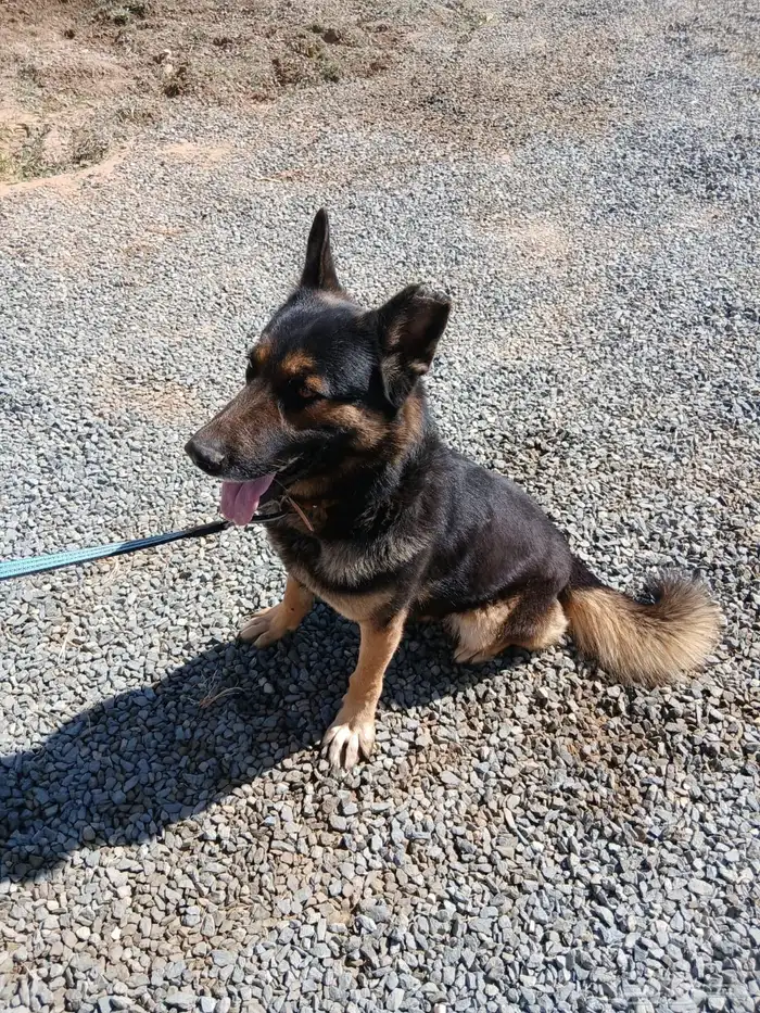 كلاب شيبرد جيرماني 7