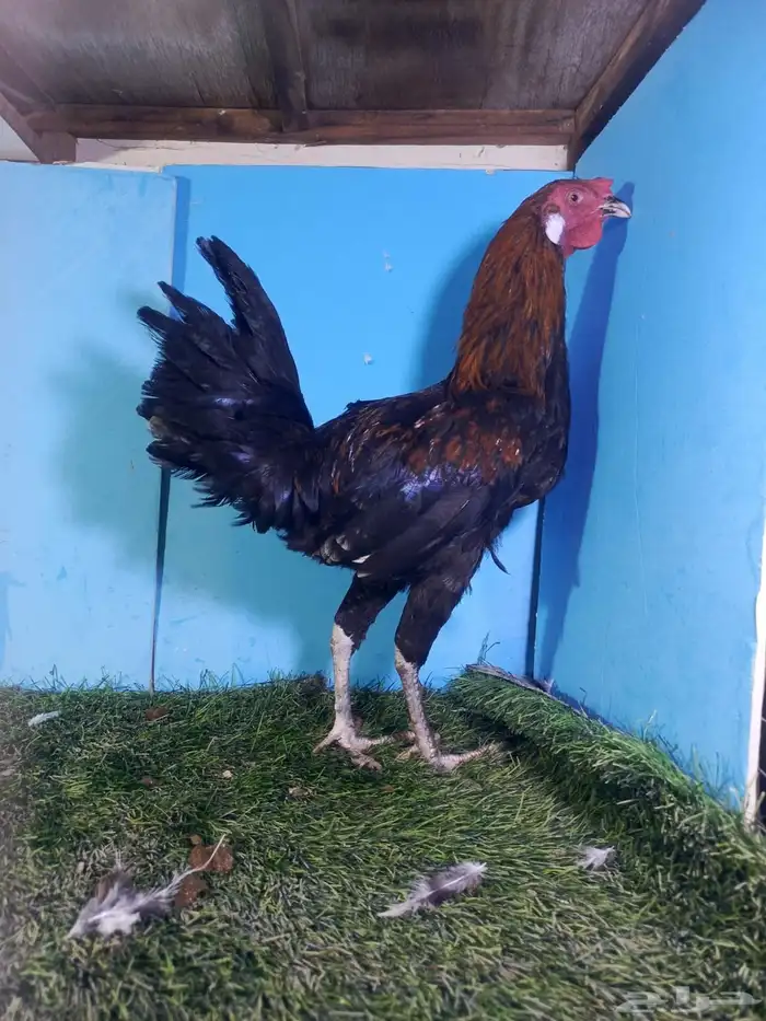 ديوك للبيع 2