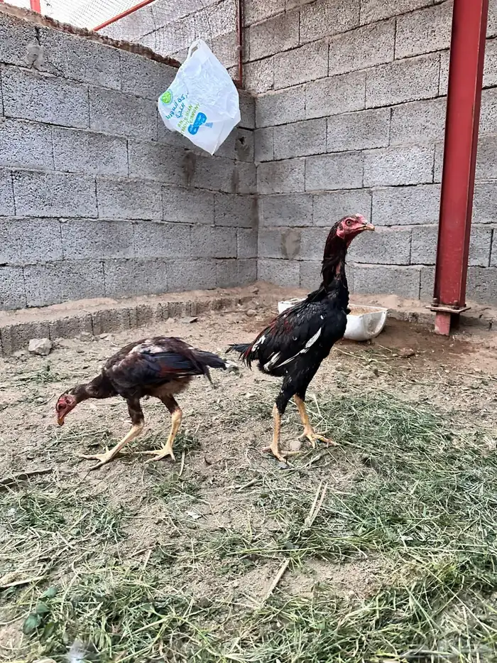 ديوك باكستاني 9