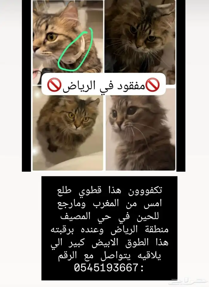 قطه في الرياض مفقوده في حي المصيف 0