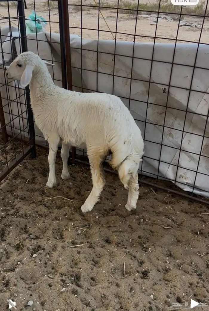 رخل حريه لبانيه 0