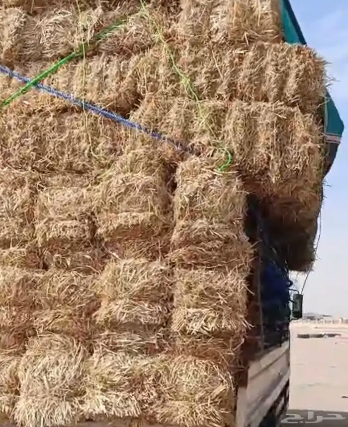علف تبن شعير حمولة دنا 1