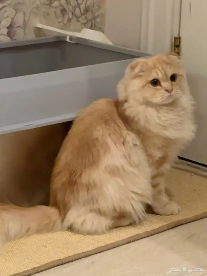 قط ذكر فولد معقم للبيع 8