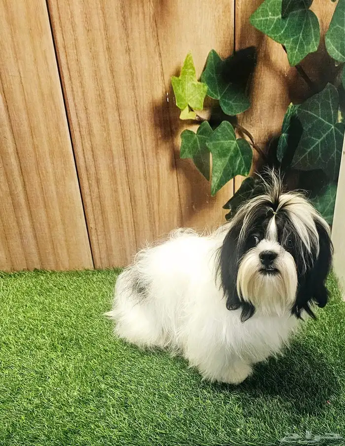 للبيع كلاب شيتزو و متوفر جراء صغار شيتزو 6