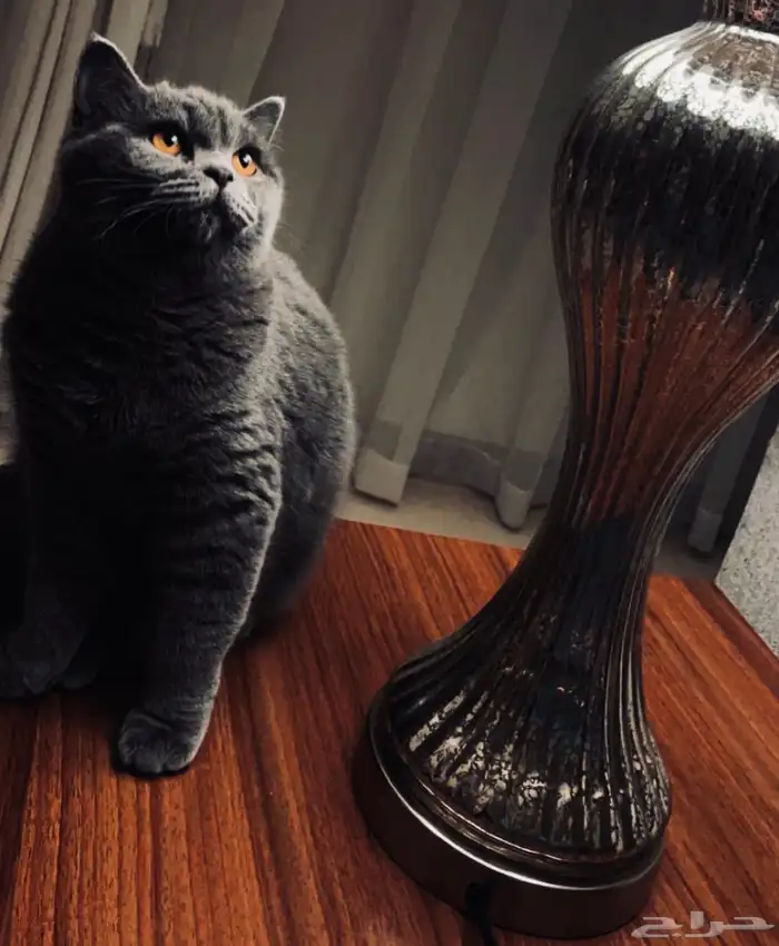 سكوتش فولد   برتش شورت هير للتبني 0