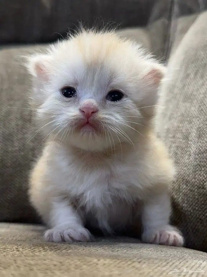 قط ذكر فولد معقم للبيع 2