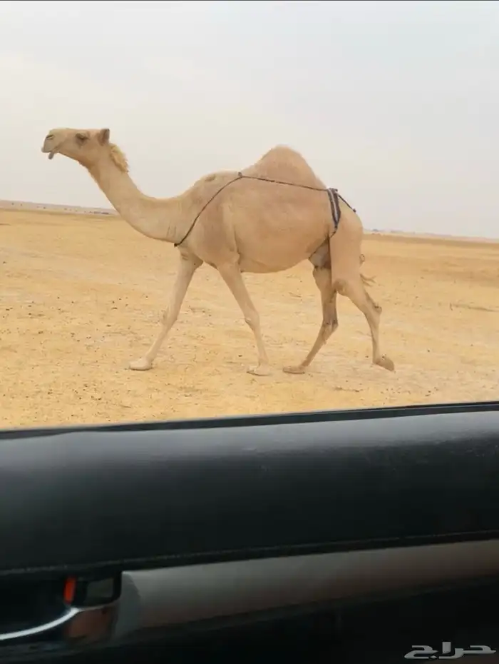 الخلفه المصغر الكفو 3