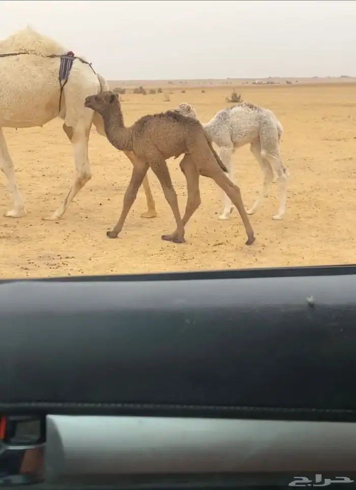 الخلفه المصغر الكفو 4