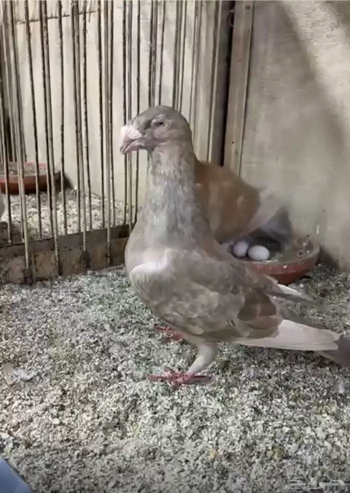 جوز شو هومر 3