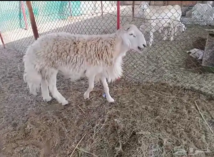 طلي فحل سديس مشروط 0