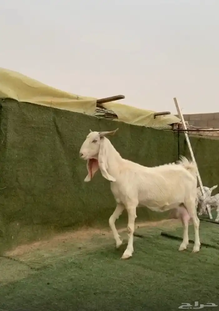 معزاء مطورات بييض مواليد 0