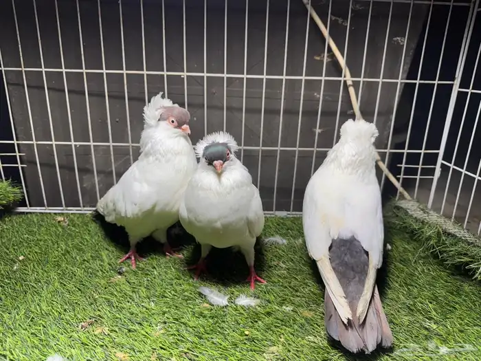 حمام هلمت امريكي للبيع 1