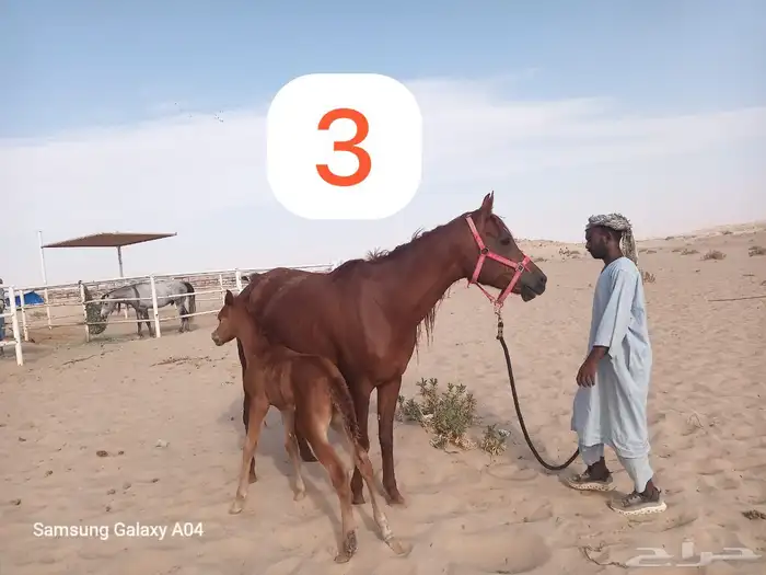 فرسين خط جمال واهو 0