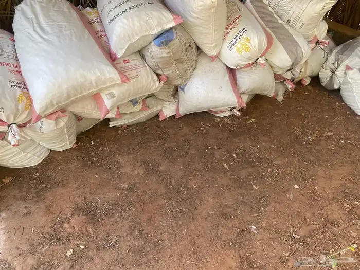 تمر علف للأغنام 0