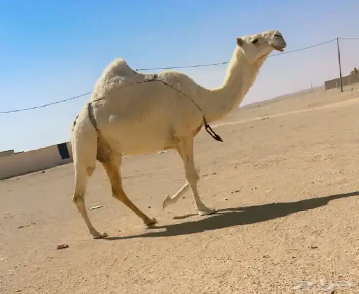 خفوت ميت ولدها 1