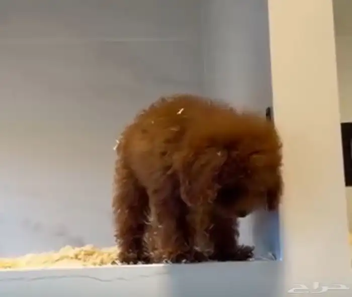 Premium Female Toy Poodle Puppy - Complete Package- بودل 0