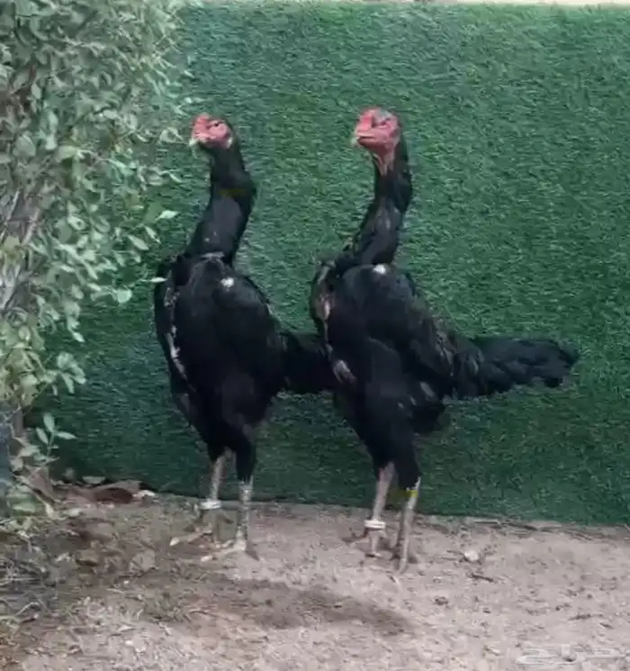 ديك شامو الماني دم هزاز 3