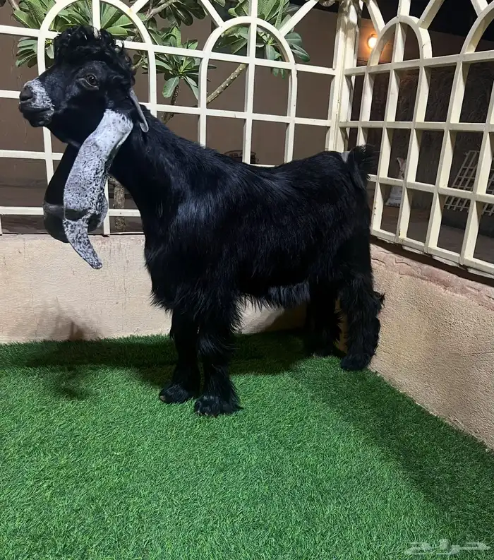 جذع عارضي صنف 0